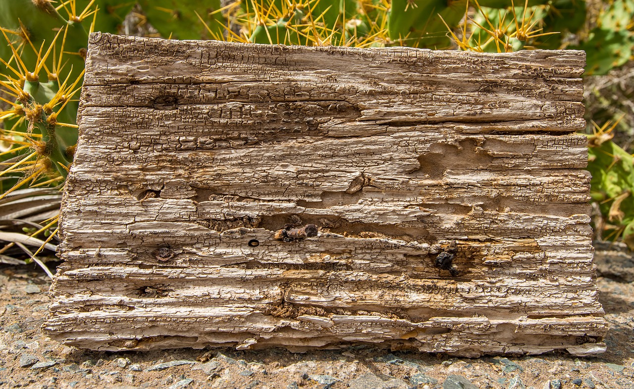 background wood structure free photo