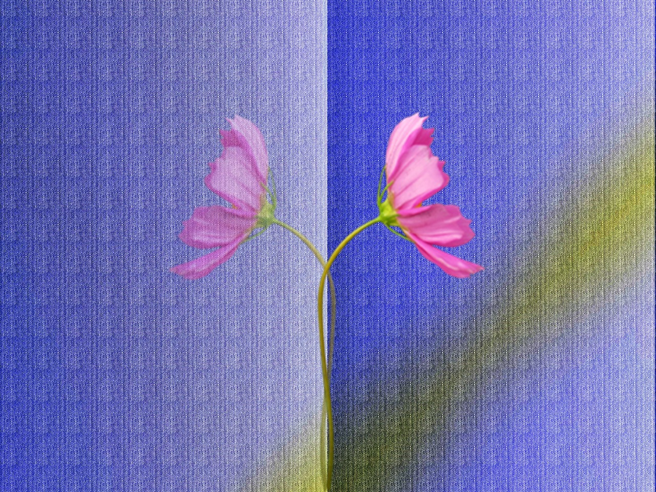 background flower pattern free photo