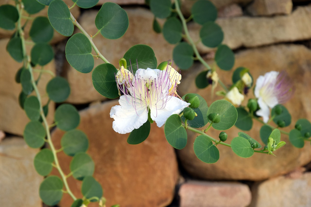 background flowers plants free photo