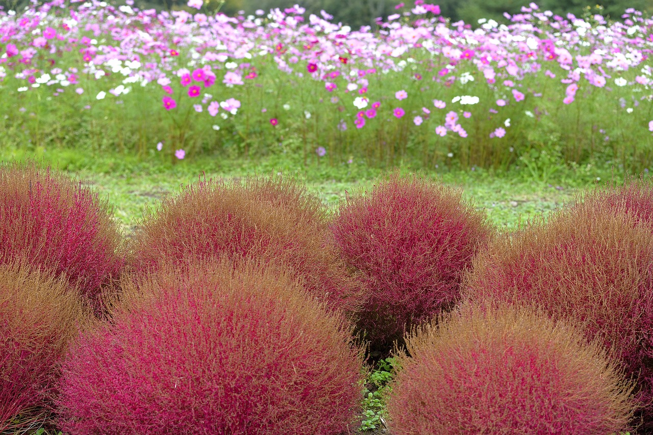 background flower grass free photo