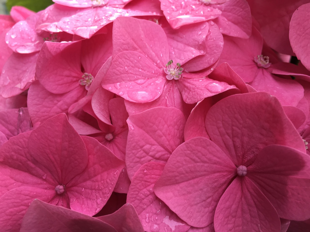 background pink flowers free photo