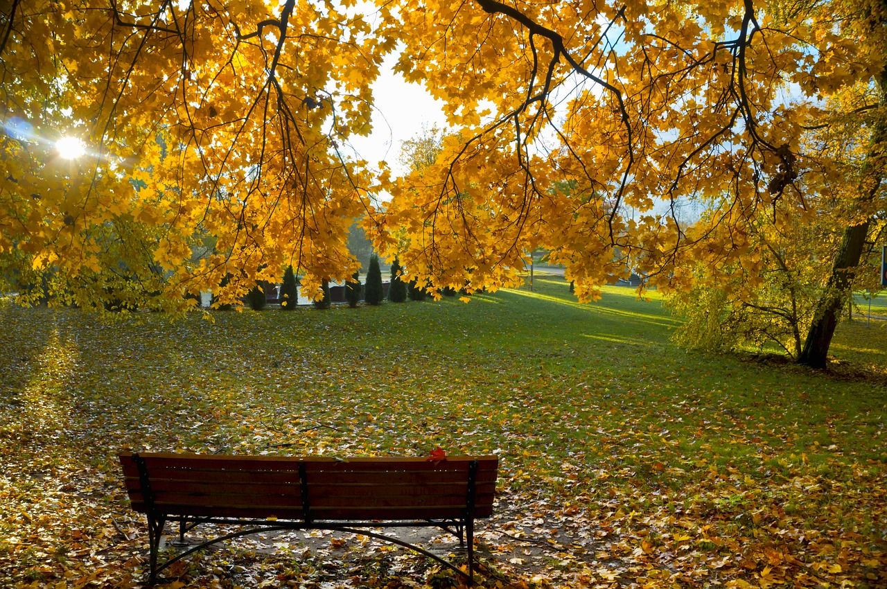 background autumn leaves free photo