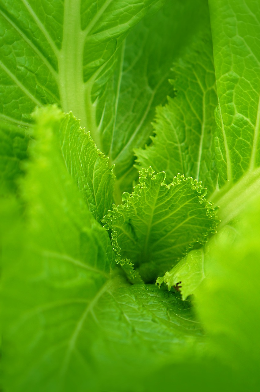 background leaves green cabbage non free photo
