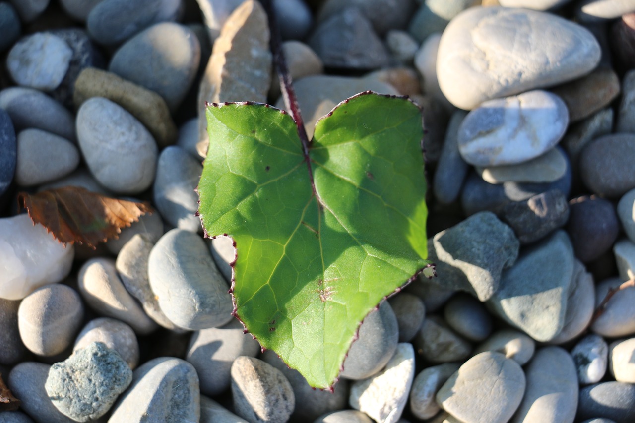 background nature rock free photo