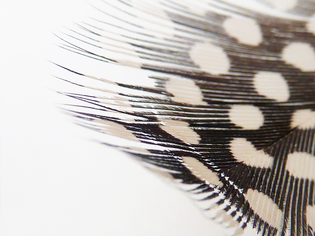 background pattern feather free photo