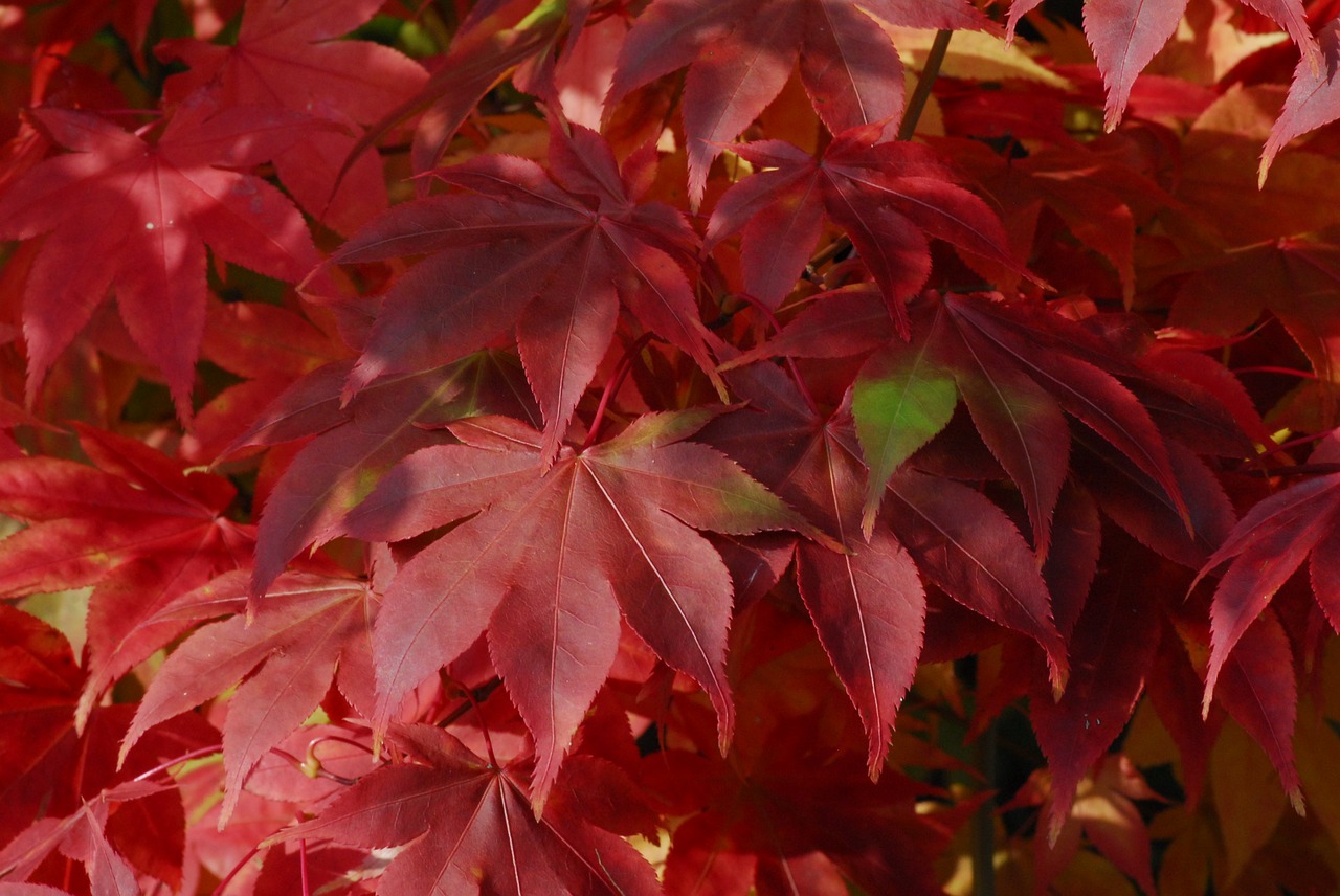 background autumn nature free photo