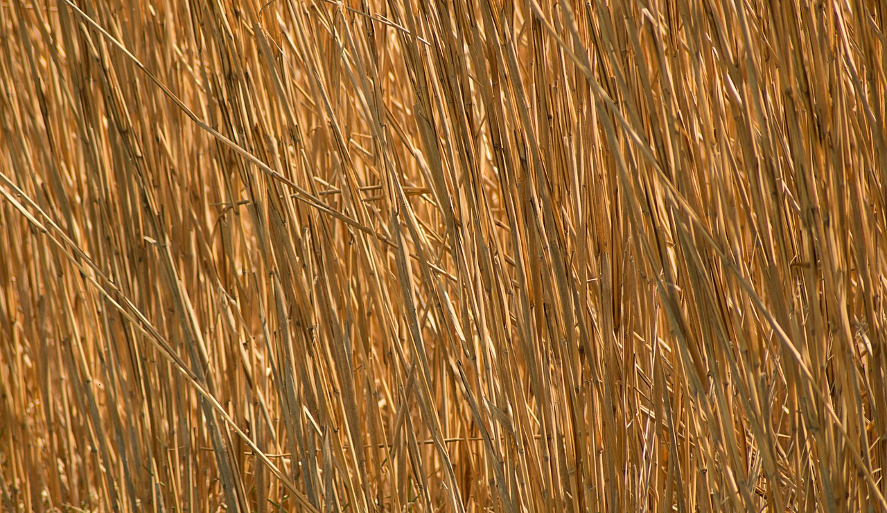 background  straw  golden free photo