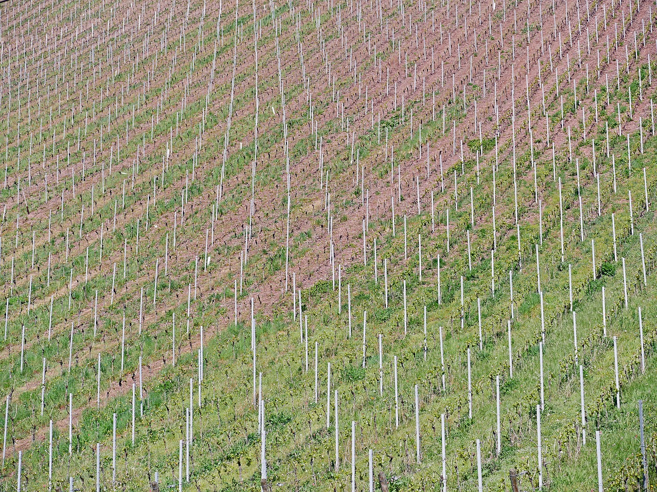 background  pattern  vineyard free photo