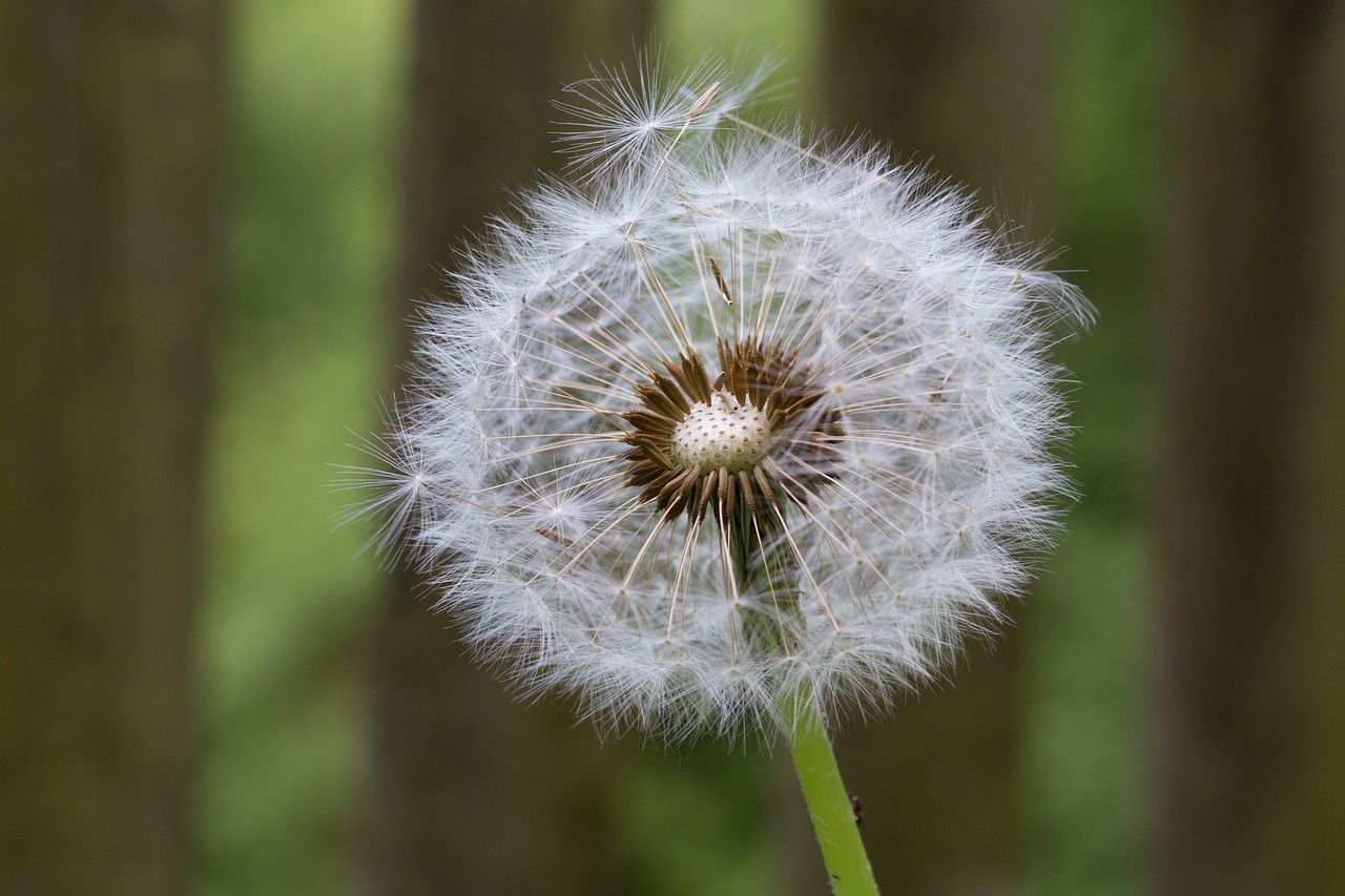 background  dandelion  meadow free photo