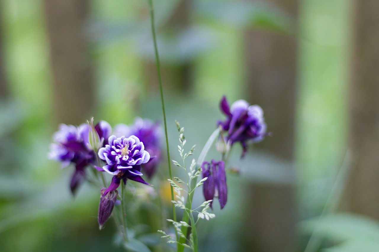 background  flower  blue free photo