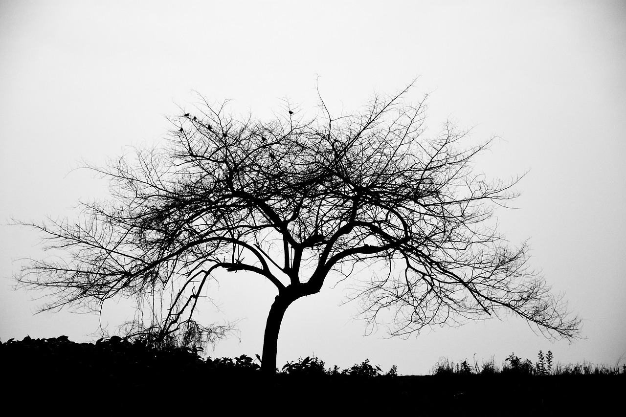 background  black and white  b w free photo