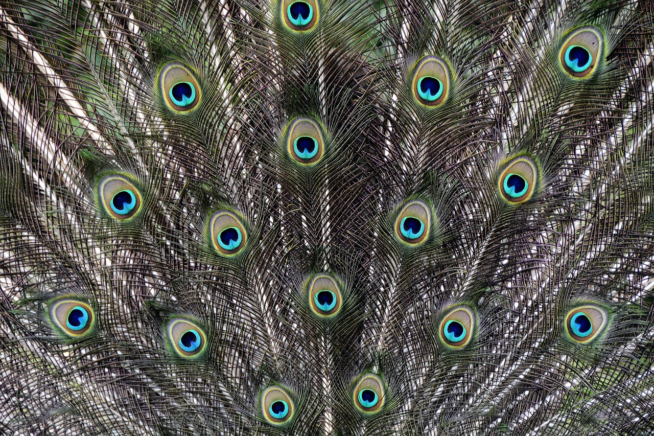 background  peacock feathers  peacock wheel free photo