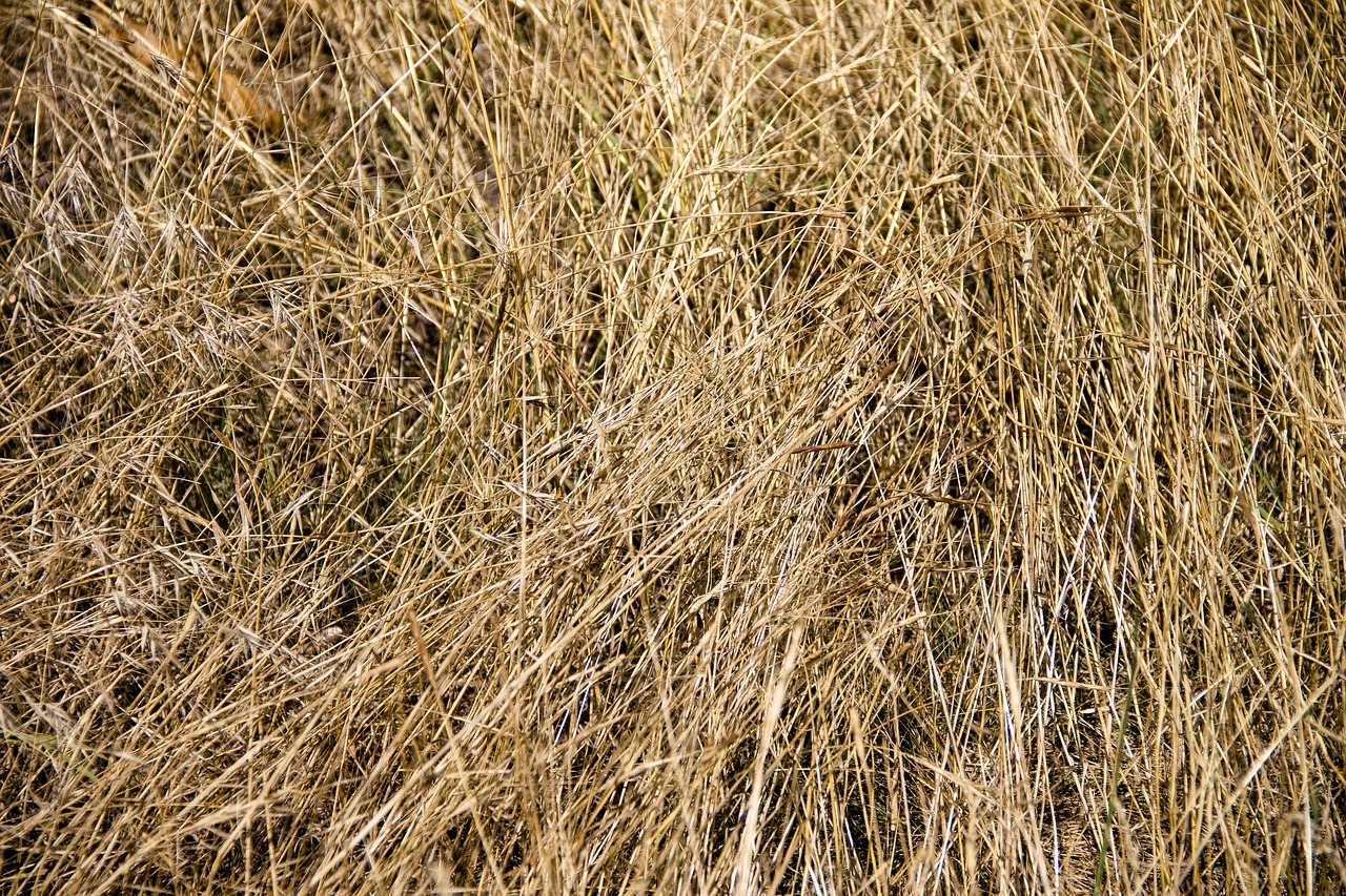 background  hay  grass free photo