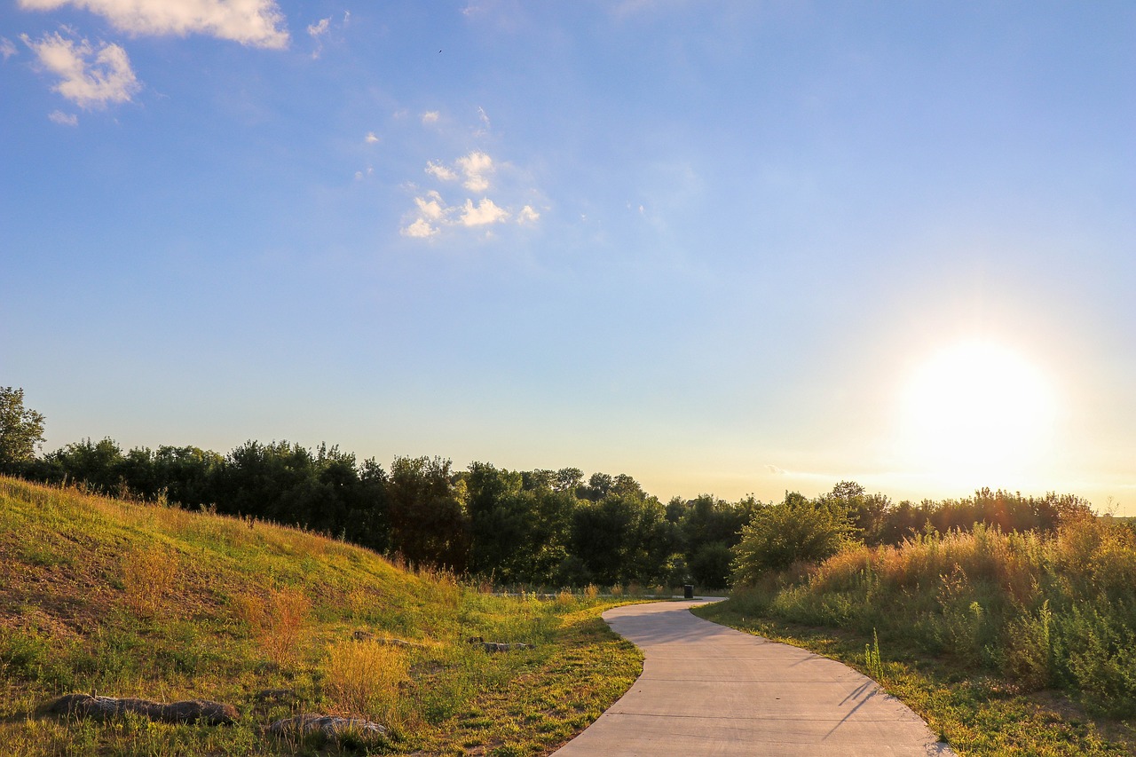 background  forest  nature free photo