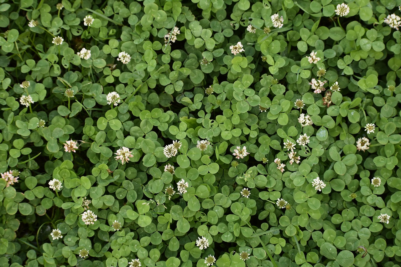 background  green  clover free photo