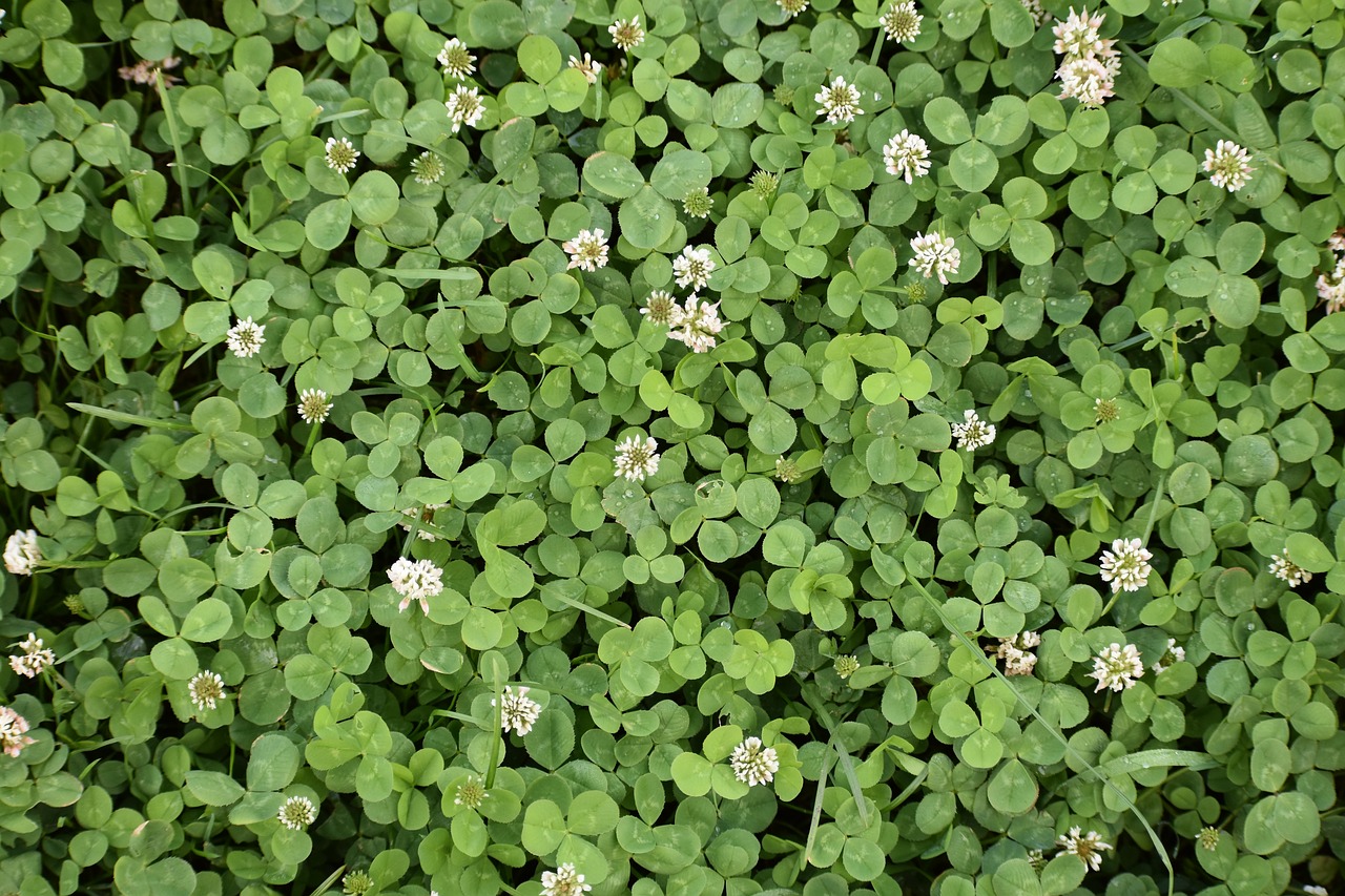 background  green  clover free photo