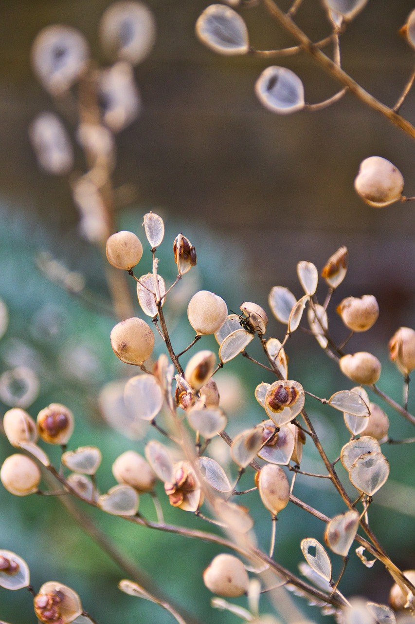 background  wild flower  summer free photo