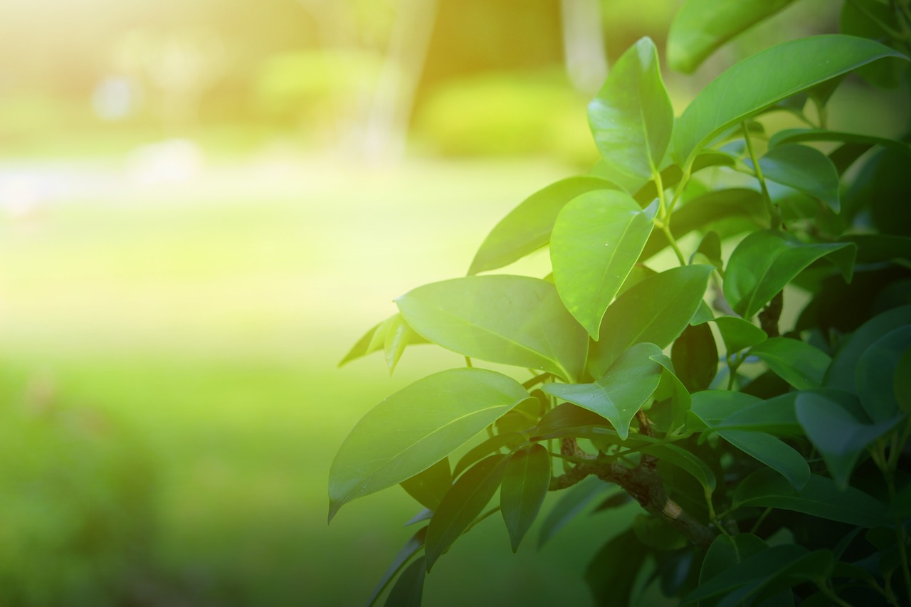 background  green  leaves free photo