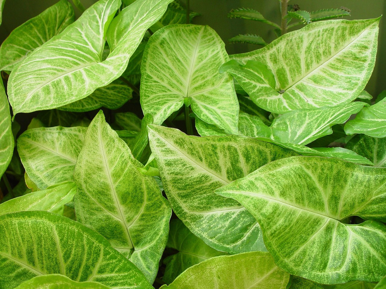 background leafy leaves free photo