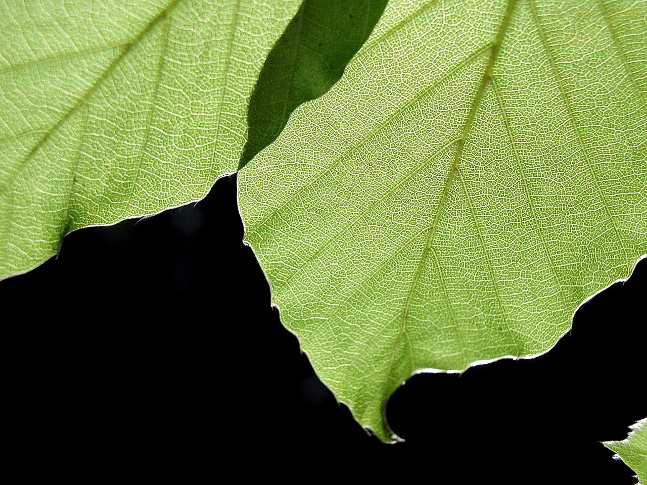 background black leaves free photo