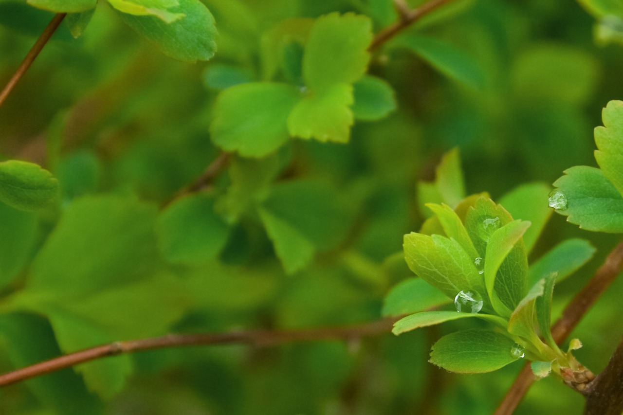 background  green  leaves free photo