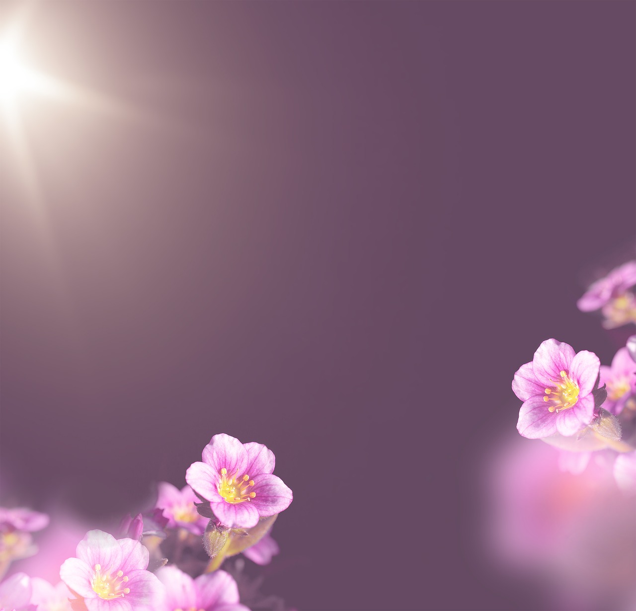 background  flowers background  flowers free photo