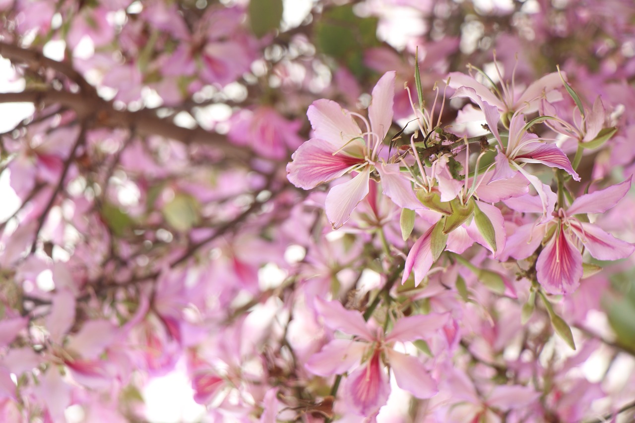 background  pink  flowers free photo