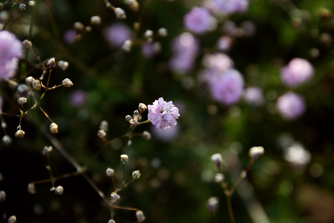 background  flowers  garden free photo