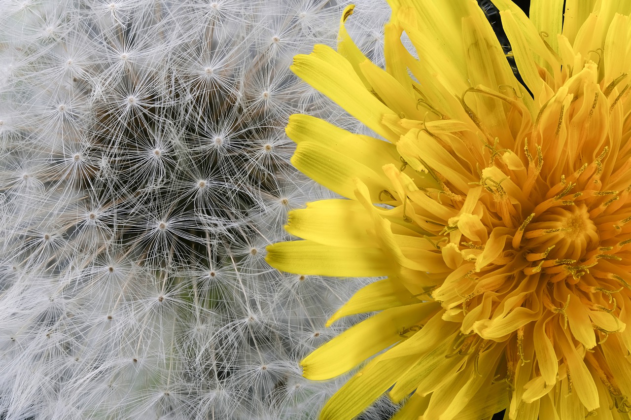 background  plant  nature free photo