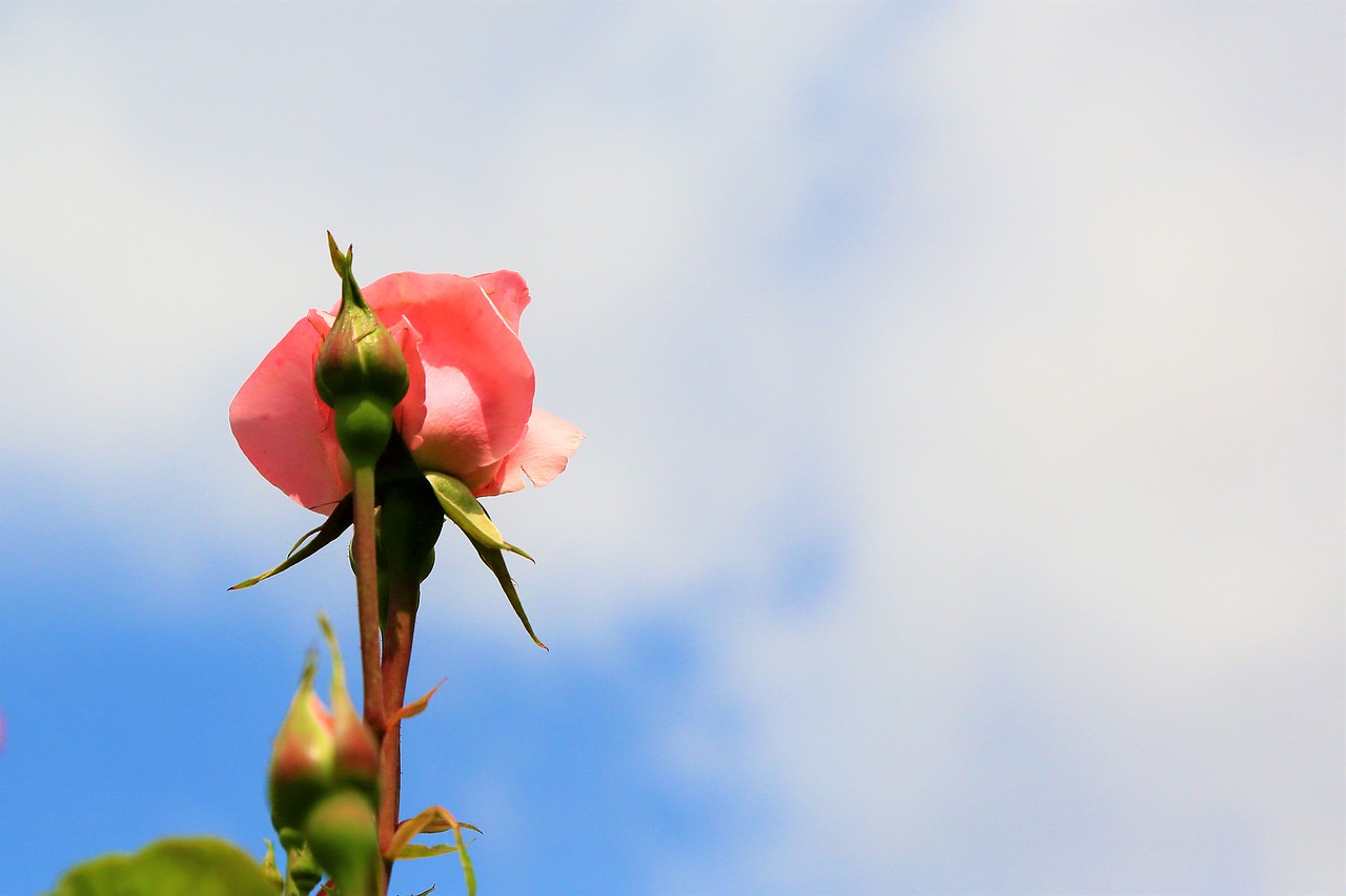 background  rose  spring free photo