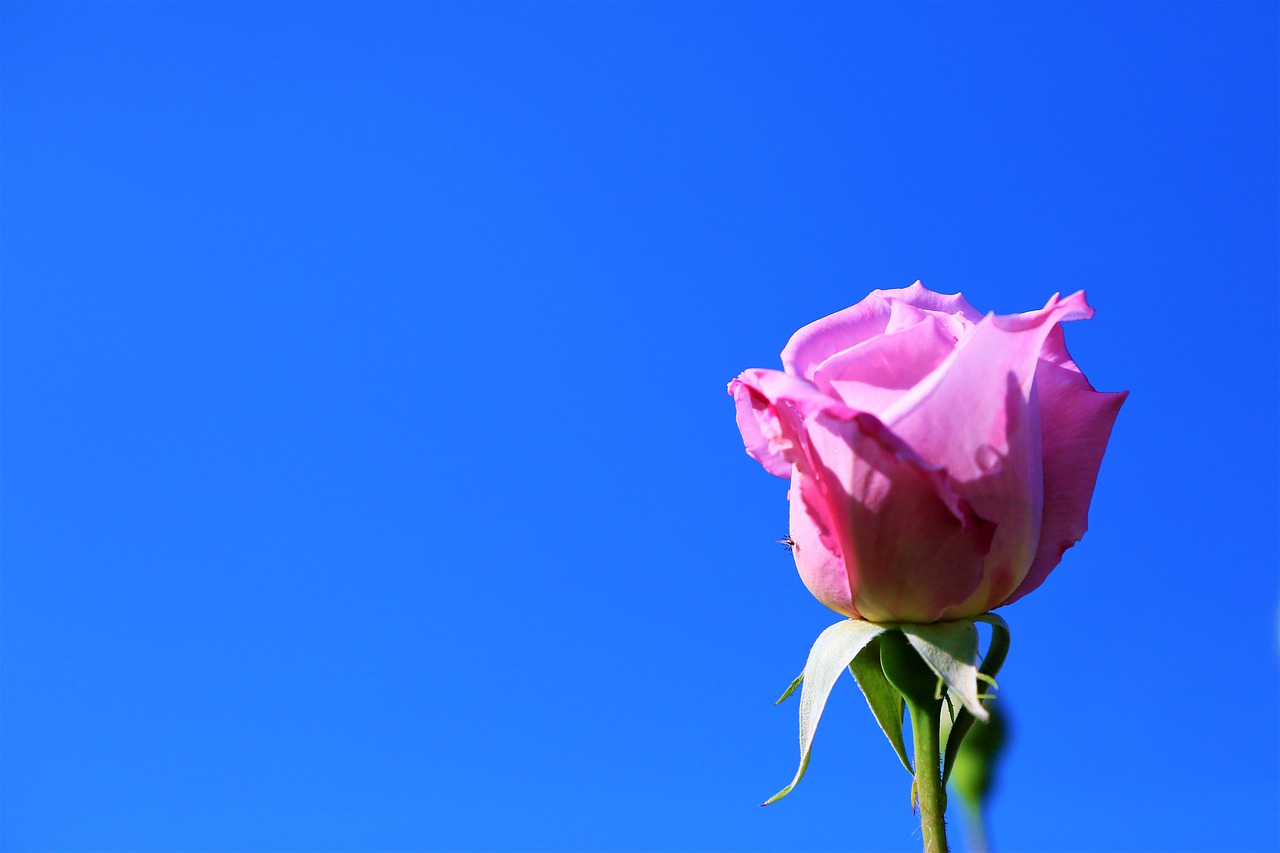 background  rose  sky free photo