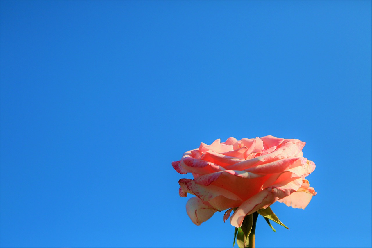 background  rose  sky free photo