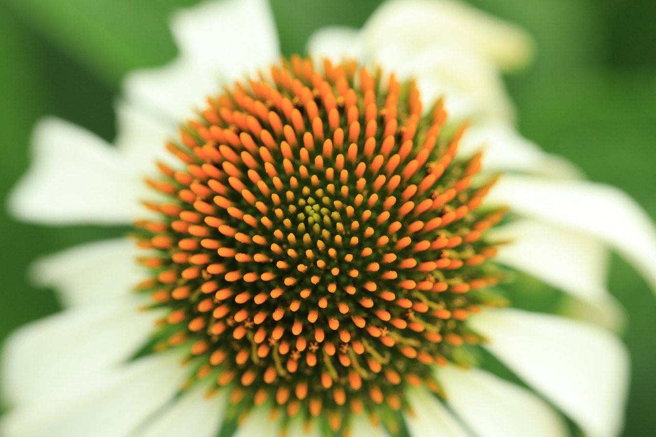 background  flower  sun hat free photo