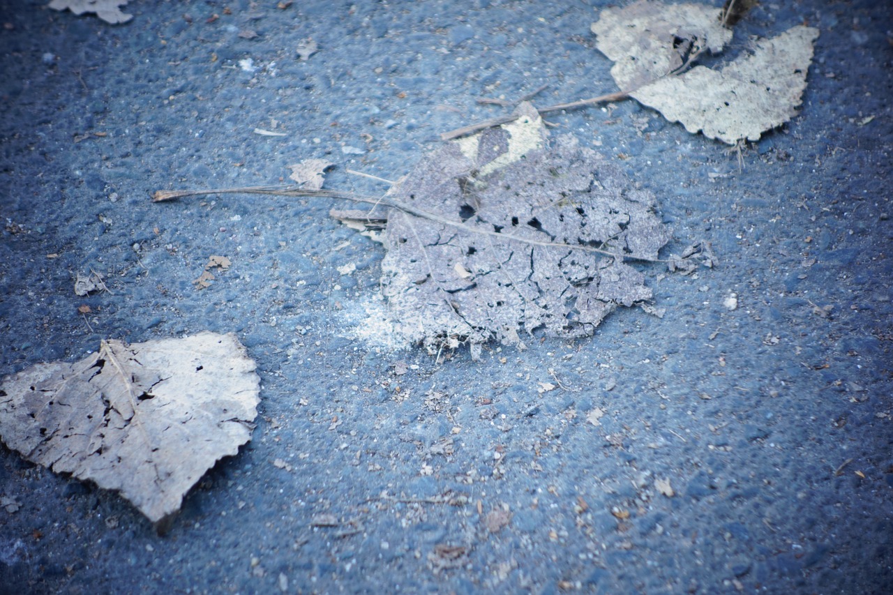 background autumn leaves free photo