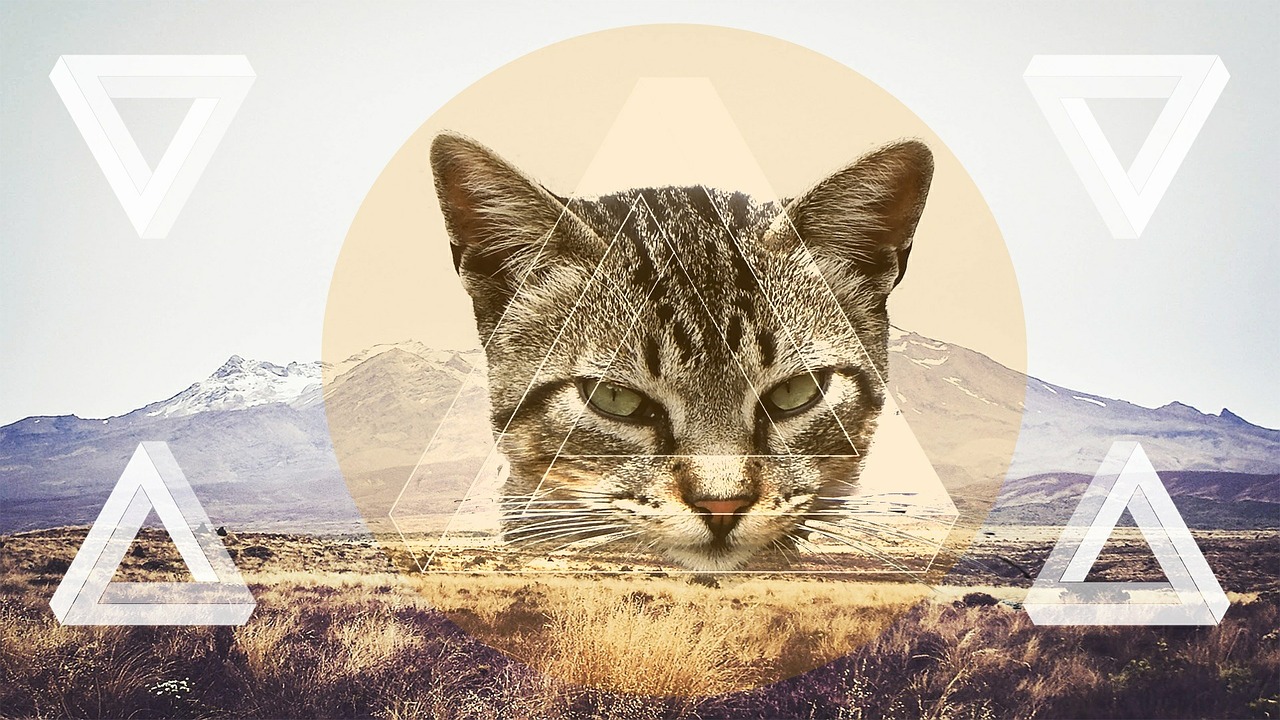 background cat screen free photo