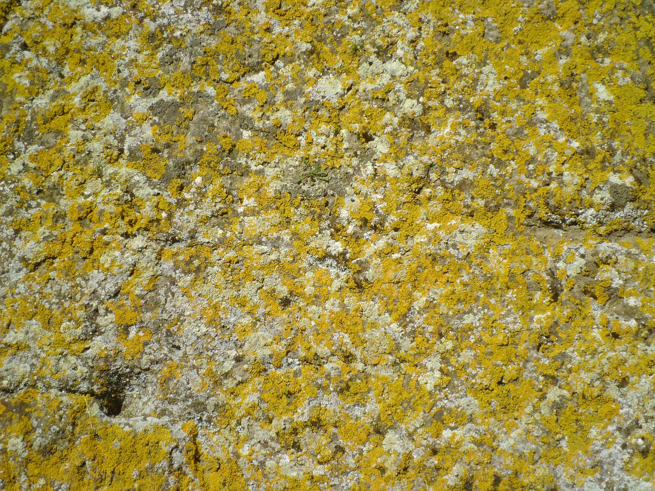 background lichens wall free photo
