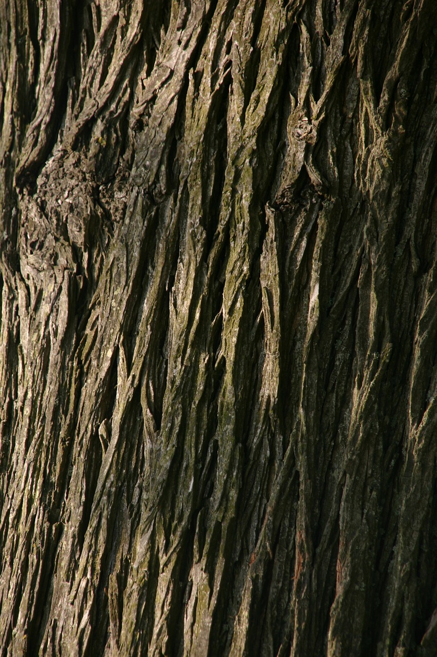 background tree macro free photo