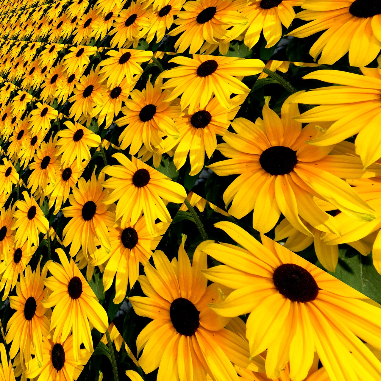 background flowers rudbeckia free photo