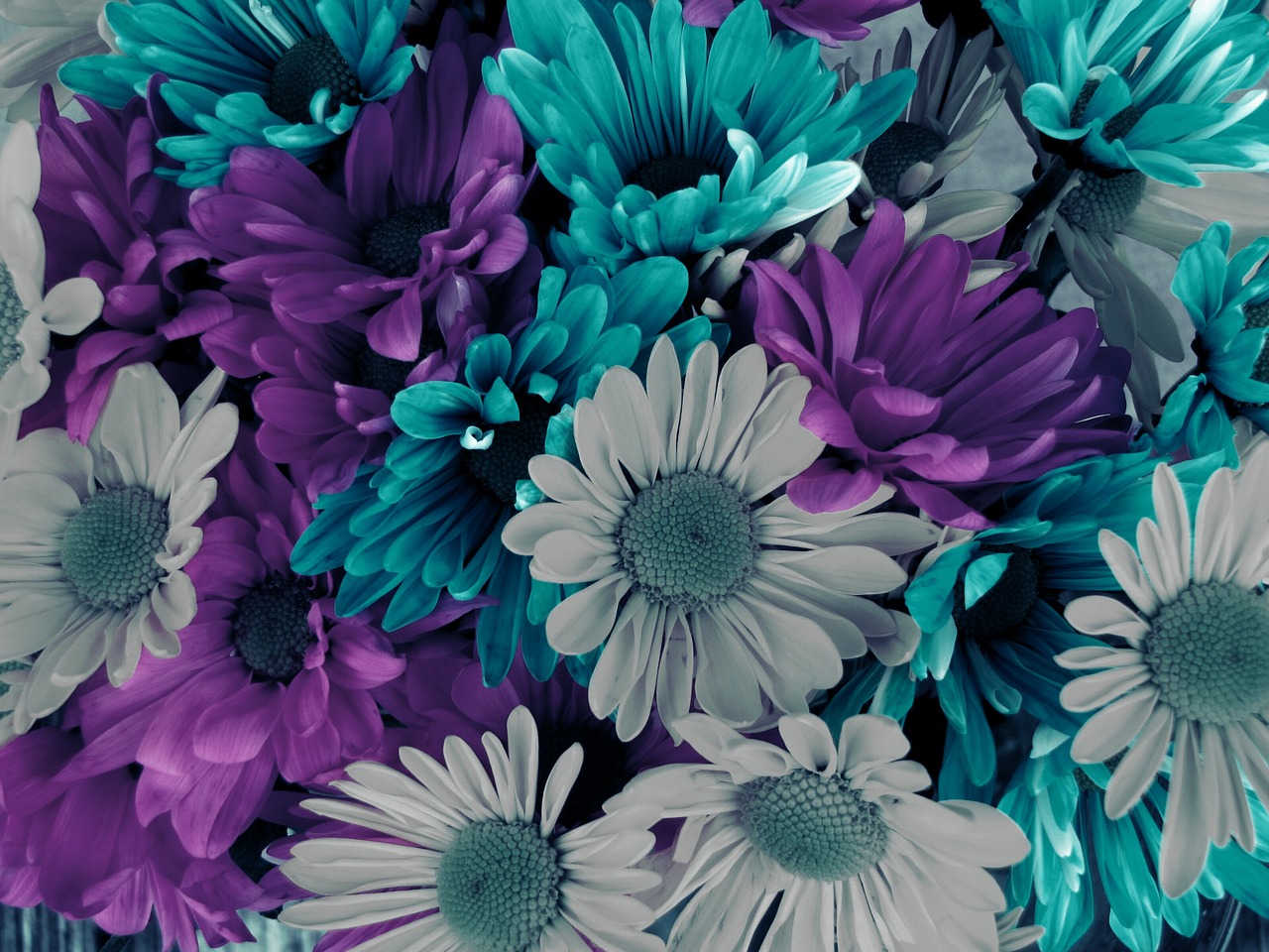 background flowers colorful free photo