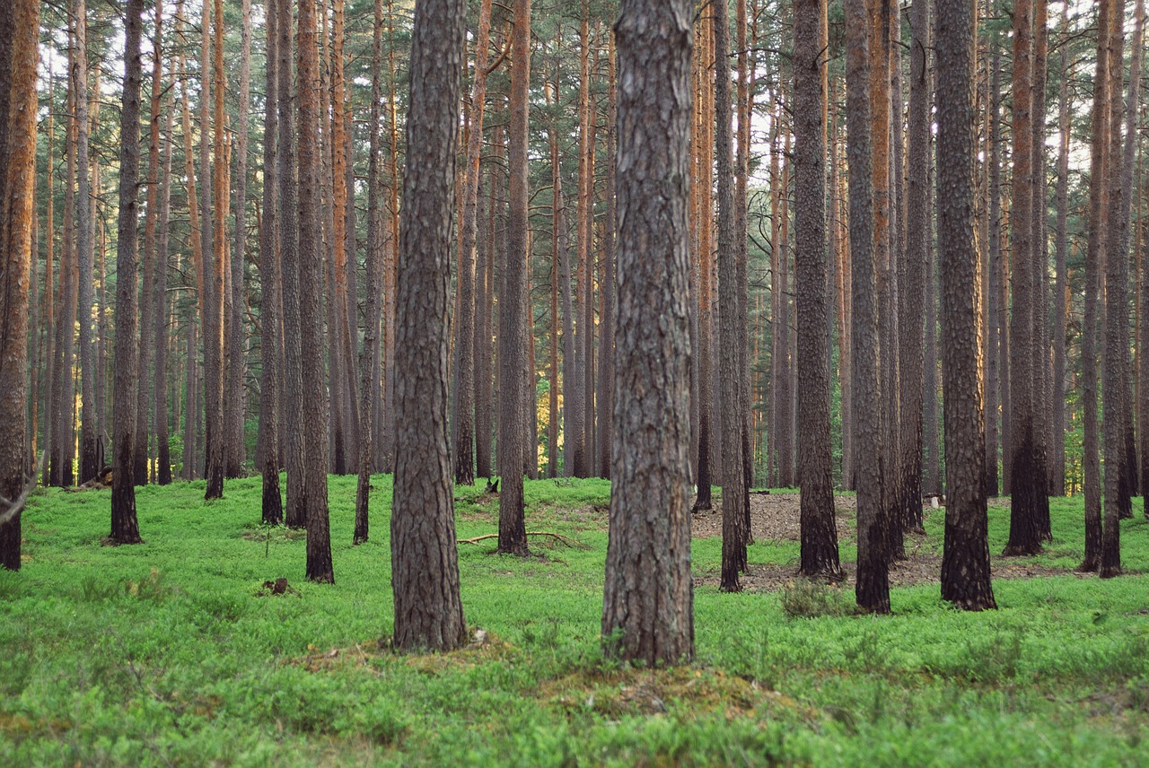 background grass green free photo