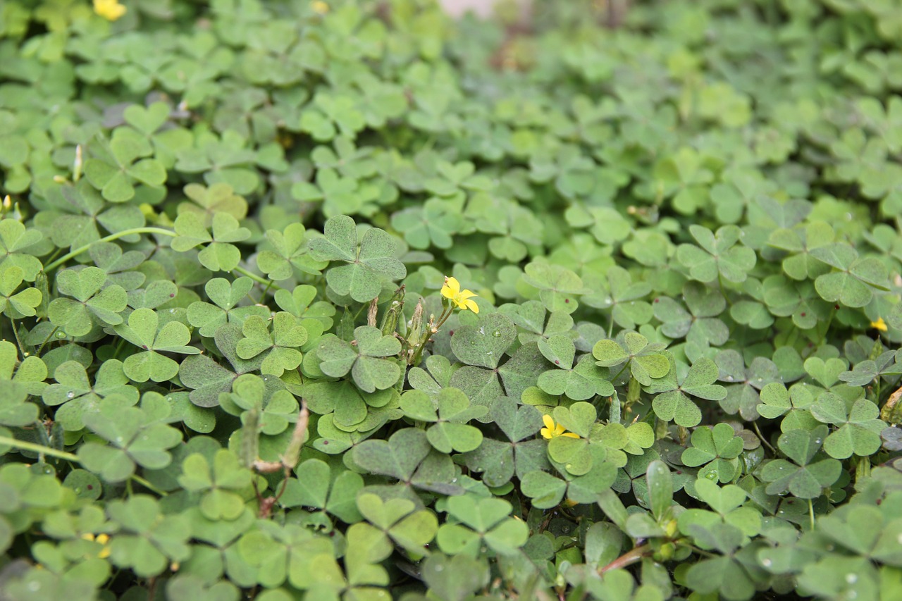 background plant flowers and plants free photo