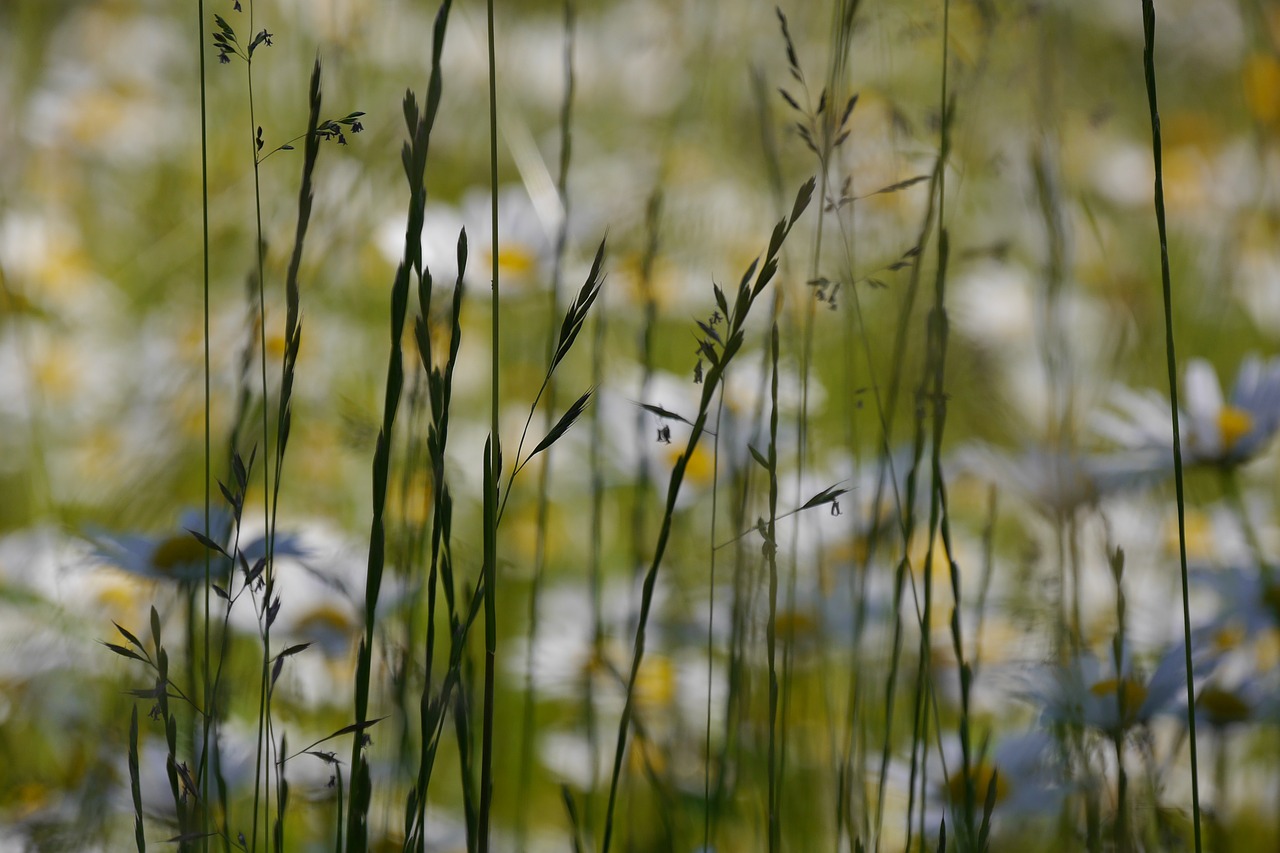 background grasses nature free photo