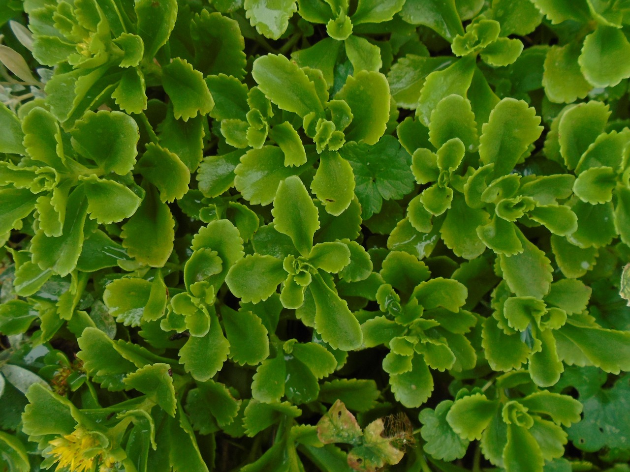 background evergreen after the rain free photo