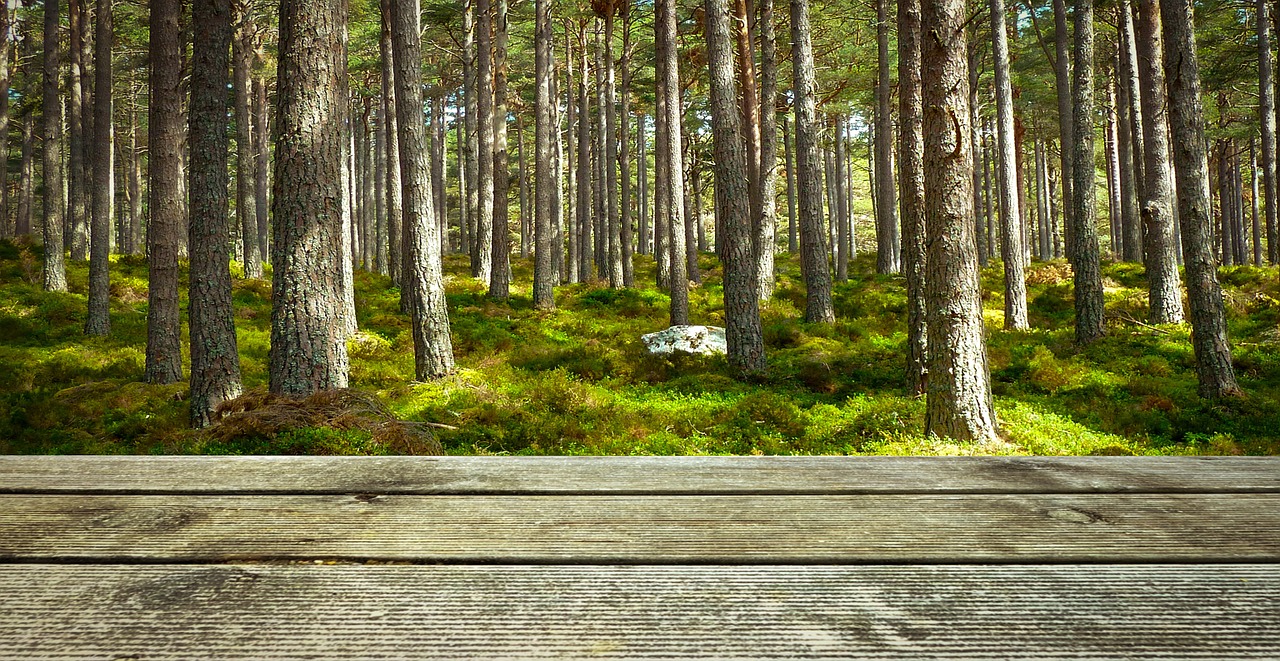 background wood forest free photo