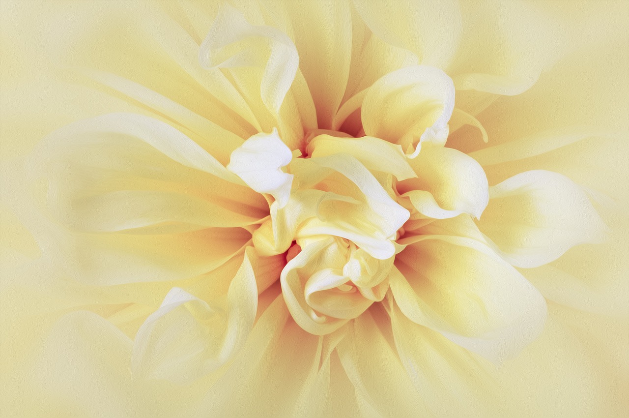 dahlia flower yellow free photo