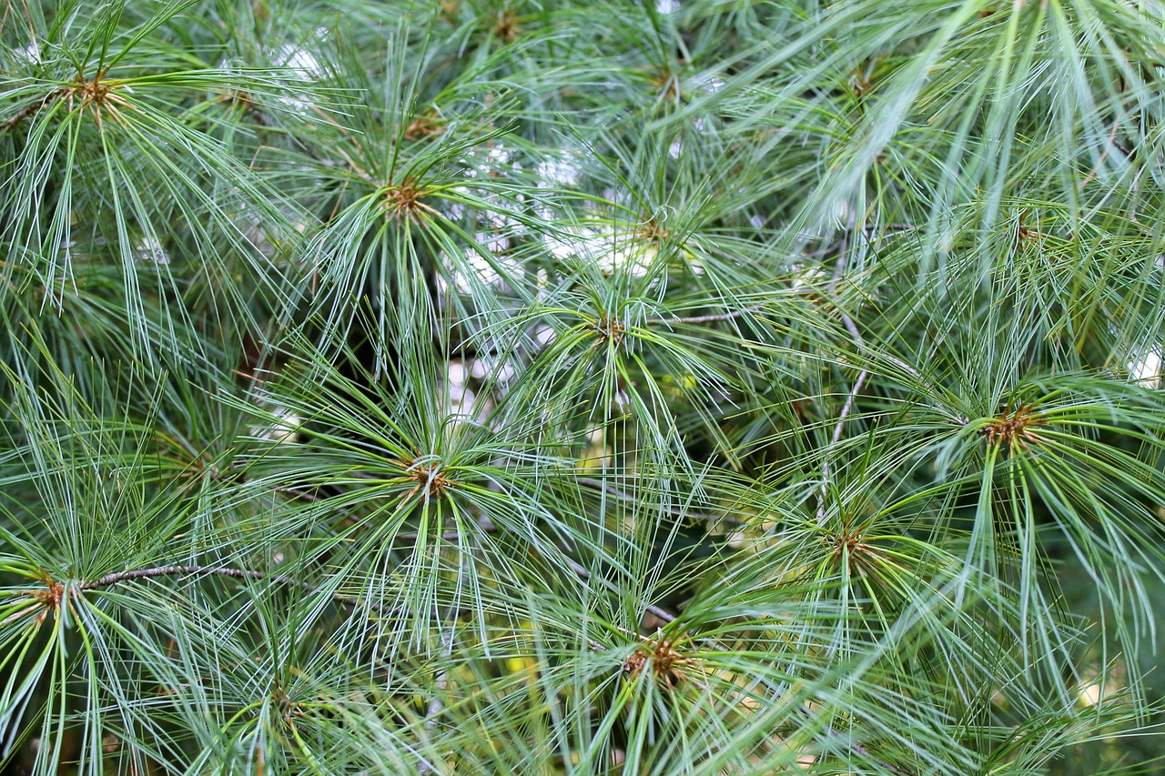background and textures needle pines pine free photo