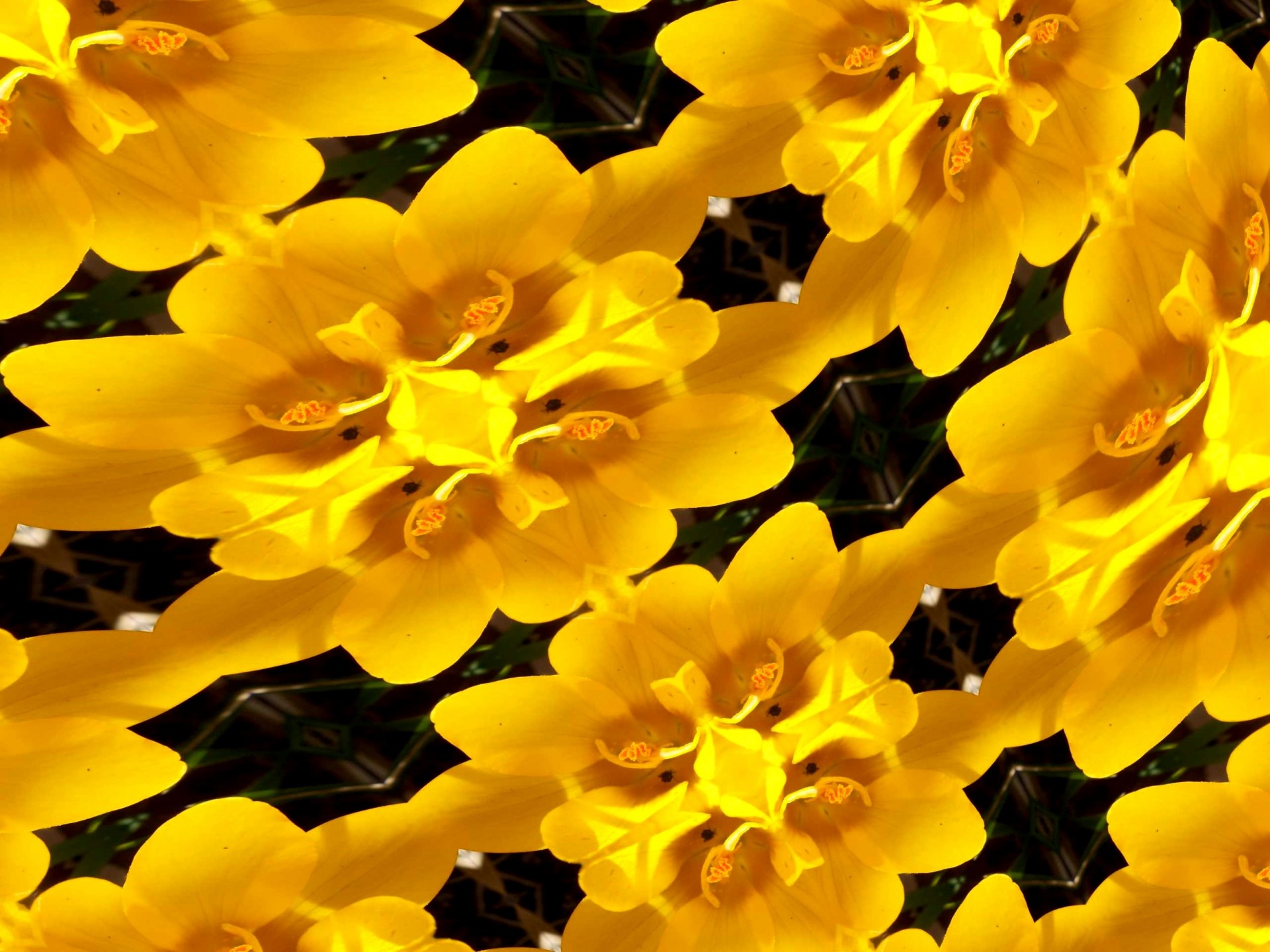 background flowers yellow free photo