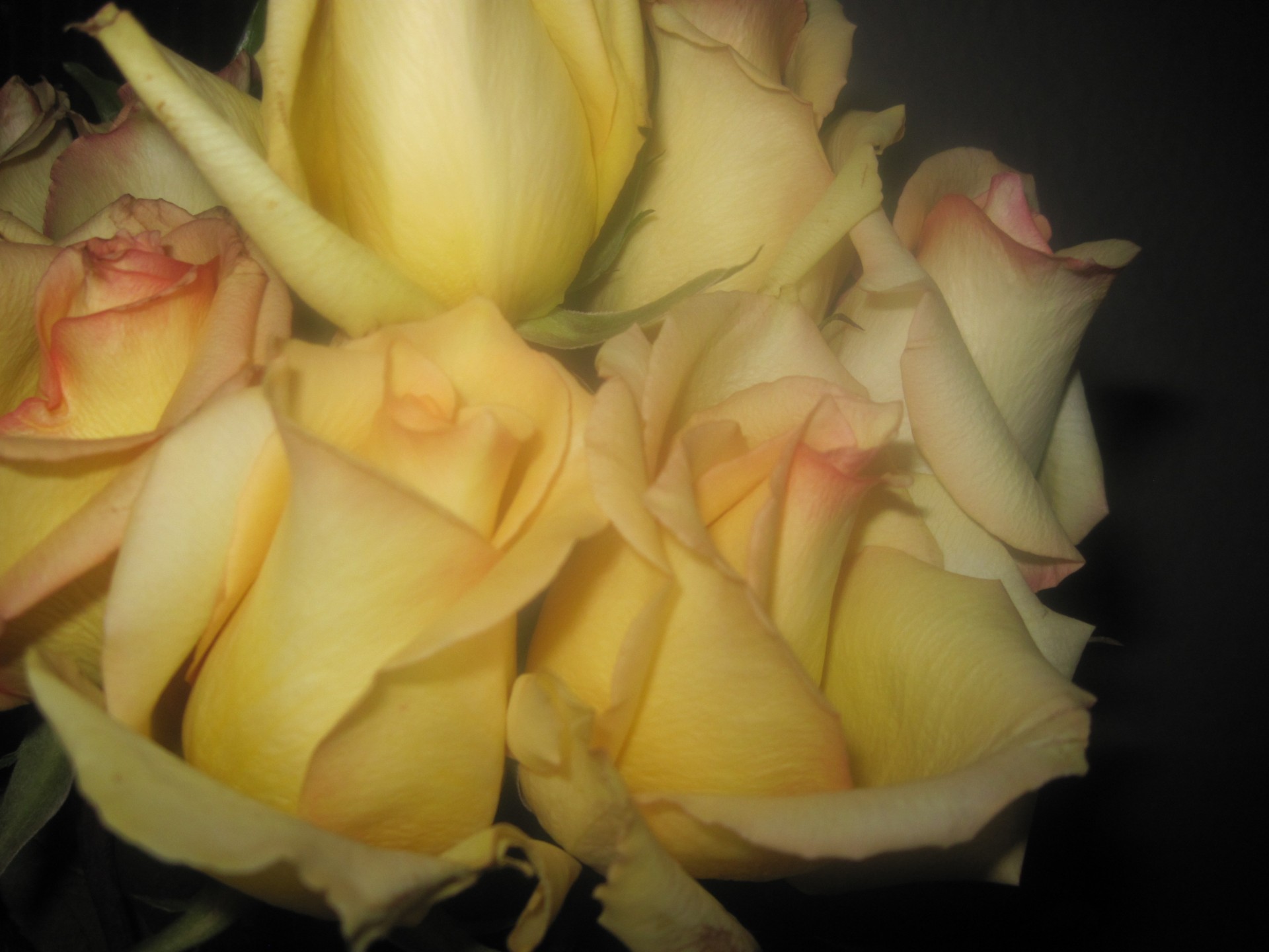 yellow rose love free photo