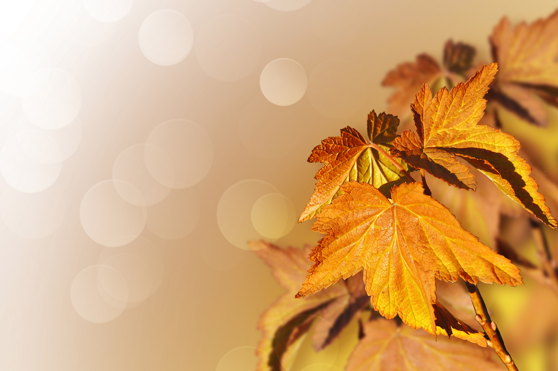 leaves background autumn free photo