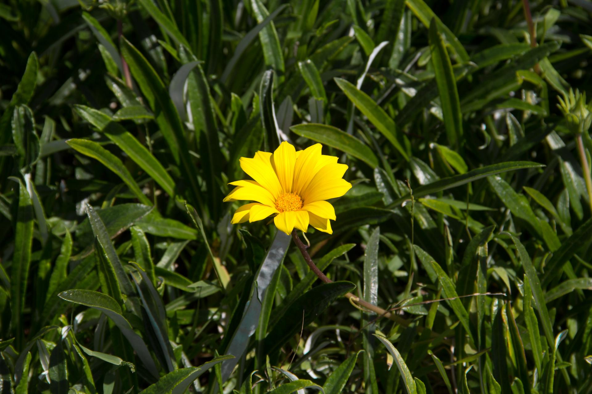 dimorphotheca daisy flower free photo